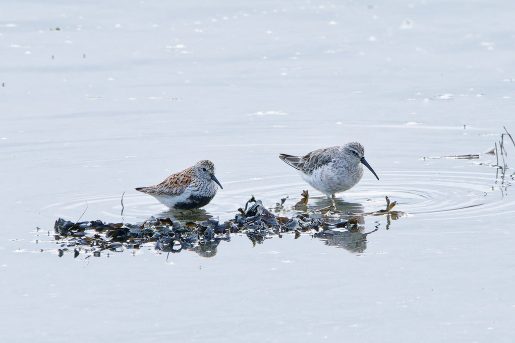 Curlew Sandpiper